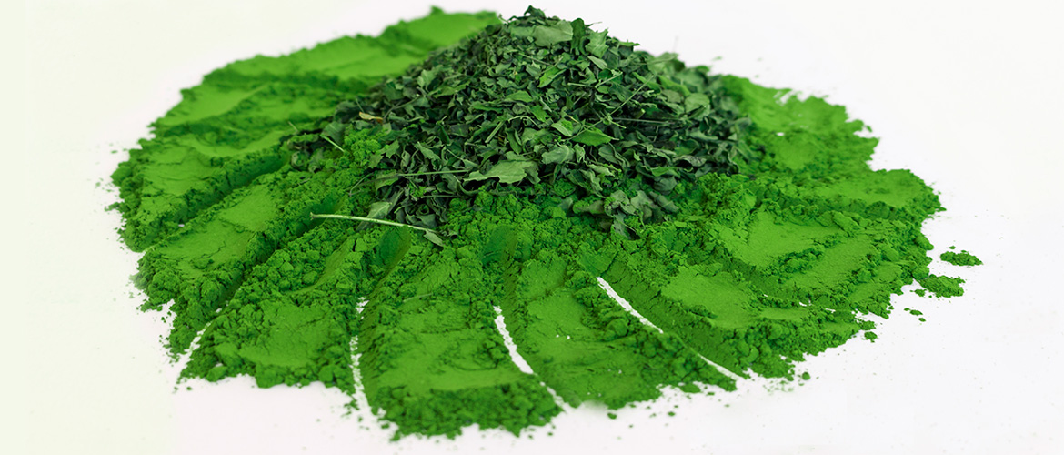 barg moringa