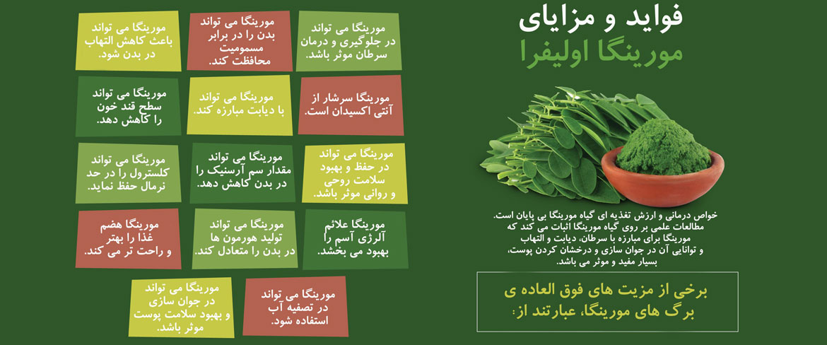 مورینگا چیست