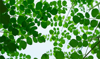 معرفی گیاه مورینگا