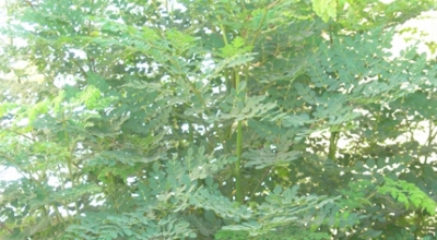 معرفی درخت معجزه