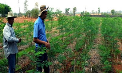 مشارکت مردمی و توسعه کشت مورینگا