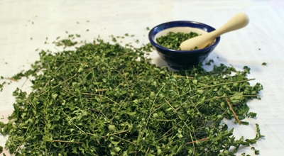 برگ خشک مورینگا