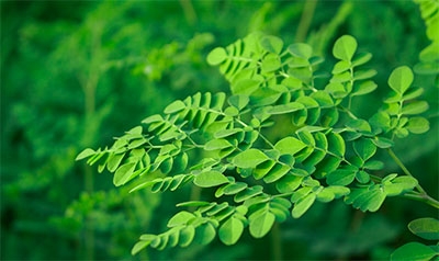 مزایا و روش های استفاده از برگ خشک، روغن و ...